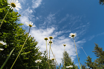 Image showing Summer flowers from low angle view