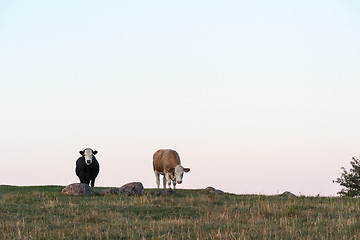 Image showing Curious cows on top of a hill