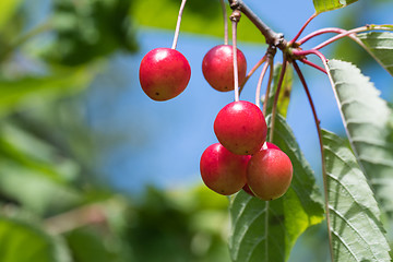 Image showing Growing cherries on a twig