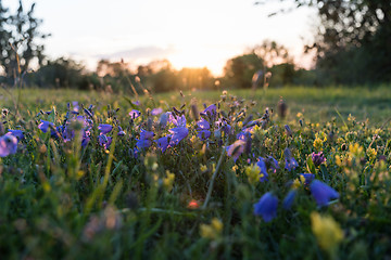 Image showing Summer flowers by sunset