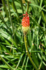 Image showing Red Hot Poker