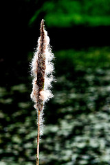 Image showing Typha Latifolia