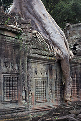 Image showing Wall and big root, Cambodia