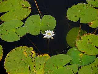 Image showing Lily and Lily pads