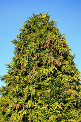 Image showing Conifer Tree