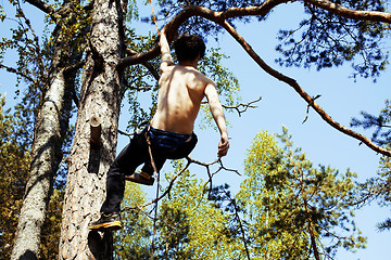 Image showing young man climbing on tree with rope