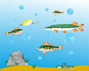 Image showing Fishing on pike and perch