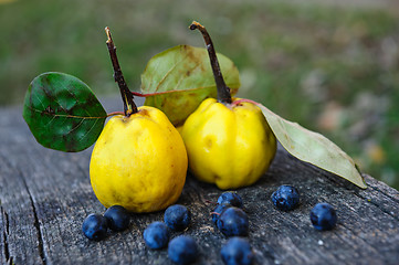 Image showing Quince fuits and blackthorn berries on old wood background.