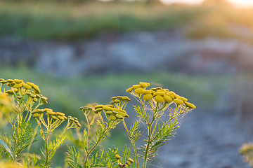 Image showing Beautiful tansy flowers closeup