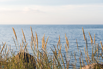 Image showing Sunlit grass straws by the coast