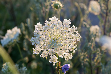 Image showing Beautiful flower pattern