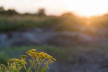 Image showing Tansy flower close up