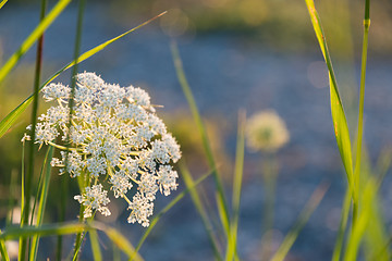 Image showing Beautiful summer flower