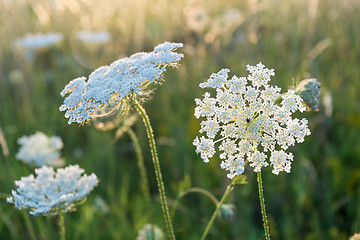 Image showing White summer flower close up