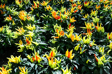 Image showing Ornamental Pepper