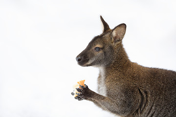 Image showing Red-necked Wallaby in snowy winter