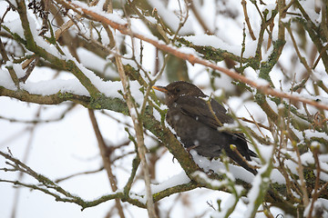 Image showing female of Common blackbird bird