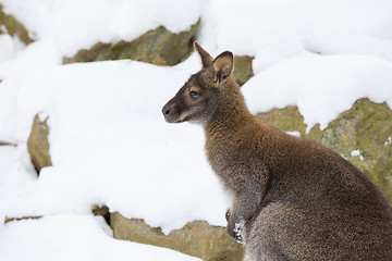 Image showing Red-necked Wallaby in snowy winter