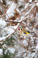 Image showing small bird European goldfinch in winter