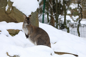 Image showing Red-necked Wallaby in snowy winter