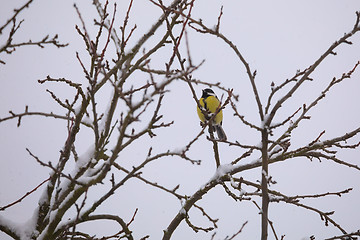 Image showing beautiful small bird great tit in winter