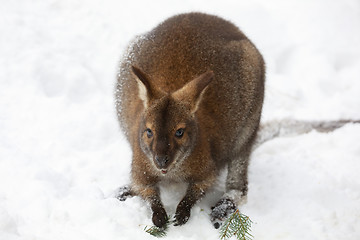 Image showing Red-necked Wallaby in snowy winter