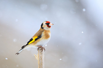 Image showing small bird European goldfinch in winter