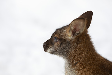 Image showing Red-necked Wallaby in snowy winter