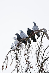 Image showing pigeons sitting on the branch in winter