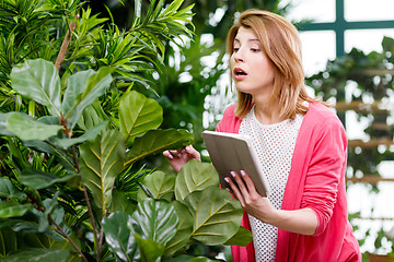 Image showing Florist with tablet around flowers