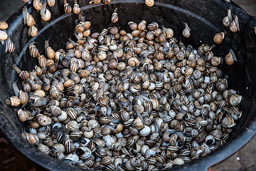 Image showing Fresh snails for sale in the souk of Marrakech, Morocco