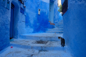 Image showing Cat in Chefchaouen, the blue city in the Morocco.