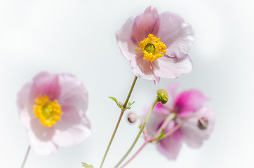 Image showing Pale pink flower Japanese anemone, close-up