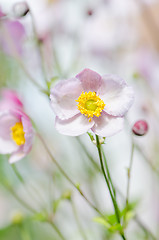 Image showing Pale pink flower Japanese anemone, close-up