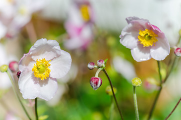 Image showing Pale pink flower Japanese anemone, close-up