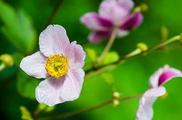 Image showing Pale pink flower Japanese anemone, close-up