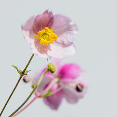 Image showing Pale pink flower Japanese anemone, close-up