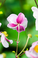 Image showing Pale pink flower Japanese anemone, close-up