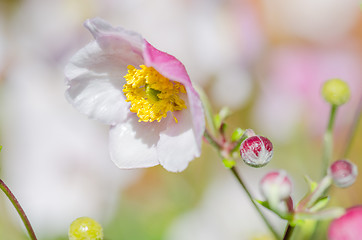 Image showing Pale pink flower Japanese anemone, close-up