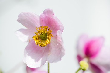 Image showing Pale pink flower Japanese anemone, close-up