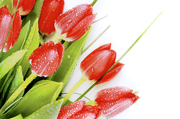 Image showing Spring Red Tulips