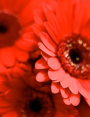 Image showing Red Gerbera Background