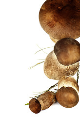 Image showing Raw Boletus Mushrooms