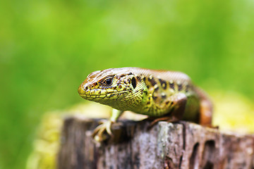 Image showing macro head of a male sand lizard