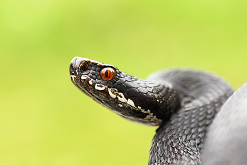 Image showing close up of black european common viper