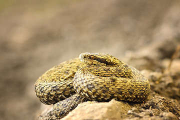 Image showing beautiful meadow viper basking in natural environment