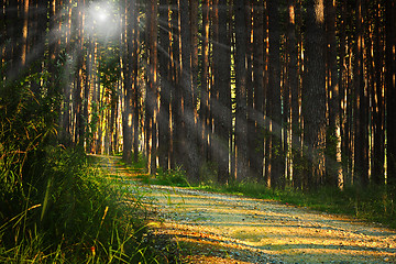 Image showing sunrays over footpath in the woods