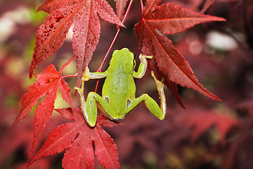 Image showing green tree frog climbing on japanese maple