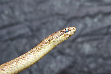 Image showing portrait of smooth snake over grey background