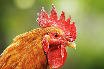 Image showing portrait of colorful rooster